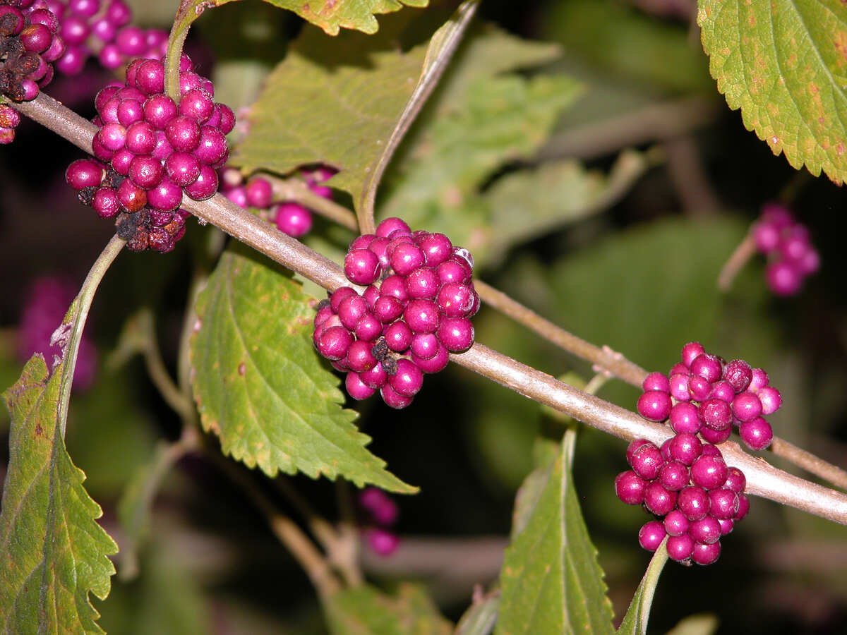 closeup of American Beautyberry plant