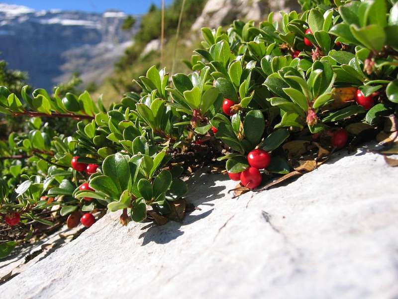 Bearberry (Arctostaphylos uva-ursi)