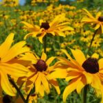 10 Great Perennials for Your New Jersey Landscape