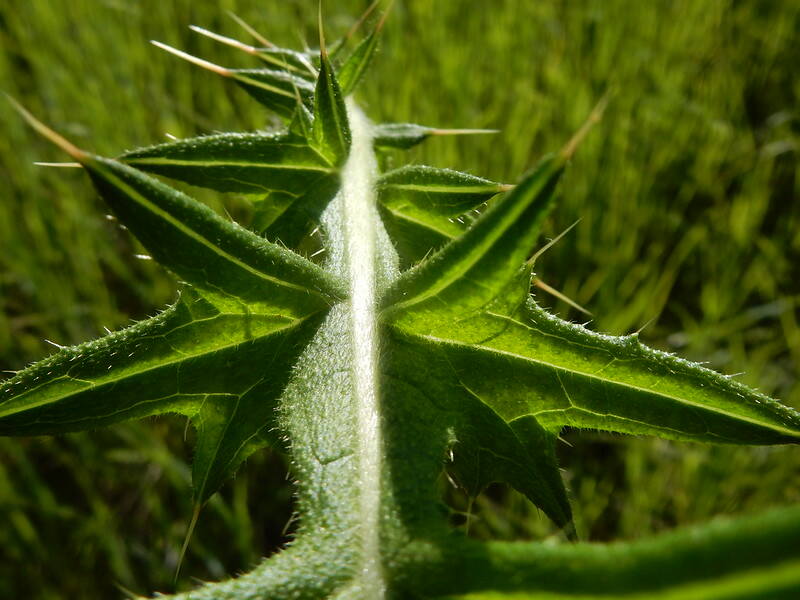 closeup of the bull thistle