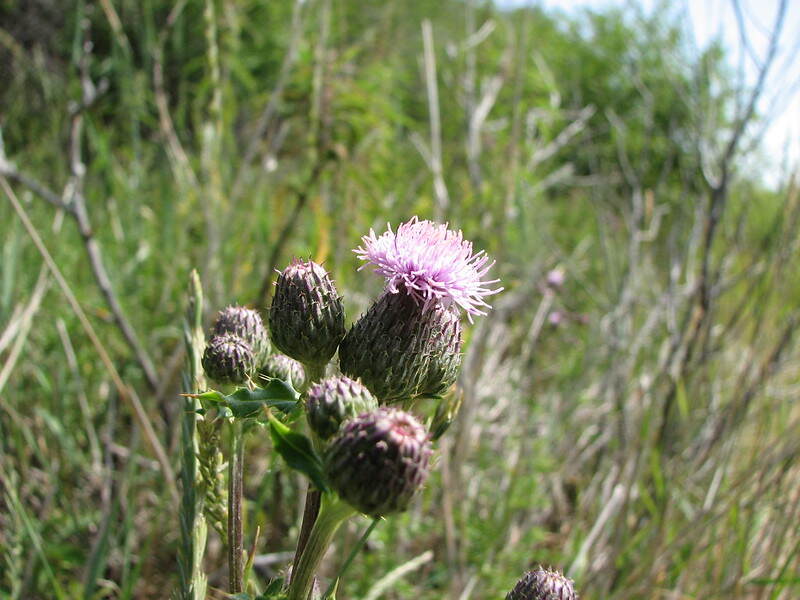 canada thistle with blooming flower