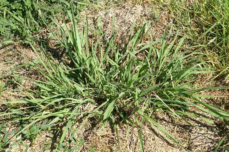 closuep of Dallisgrass in a yard