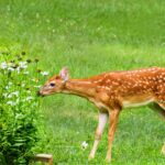 Deer-Resistant Plants for Your Newark Yard