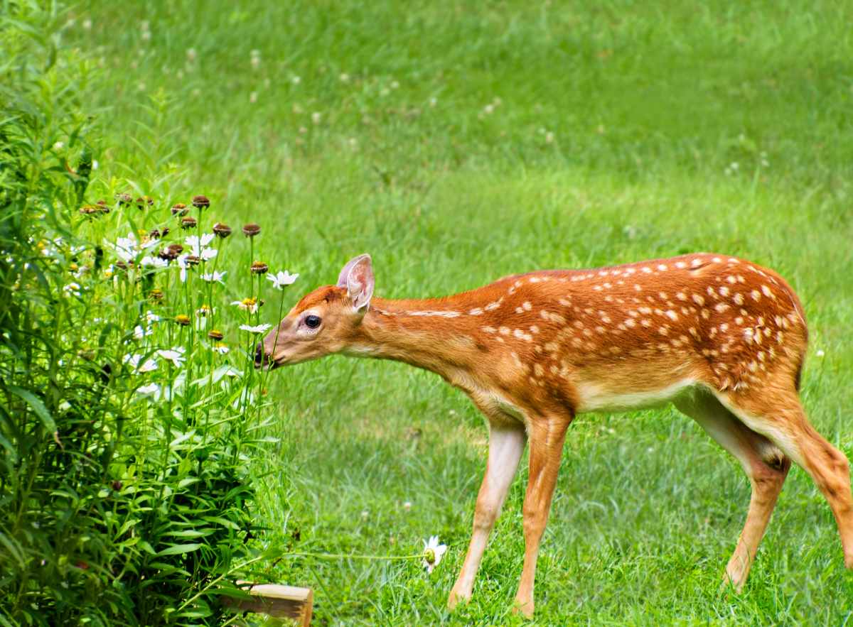 Deer eating flowers