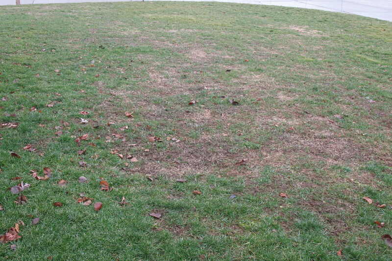 lawn with damage due to drought