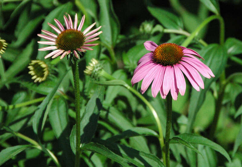 closeup of purple cloneflower