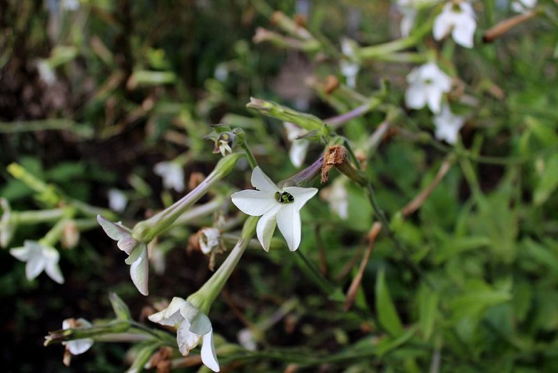 Flowering Tobacco (Nicotiana alata)