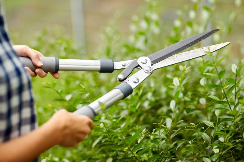 Woman with pruner cutting branches at garden