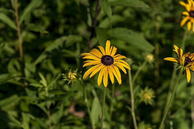 closeup of swamp sunflower