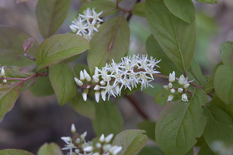 closeup of Virginia sweetspire flowers