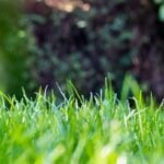 10 Tips on How to Thicken Your Lawn