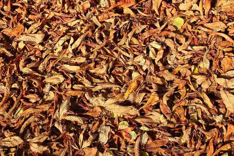 Mulch made using leaves