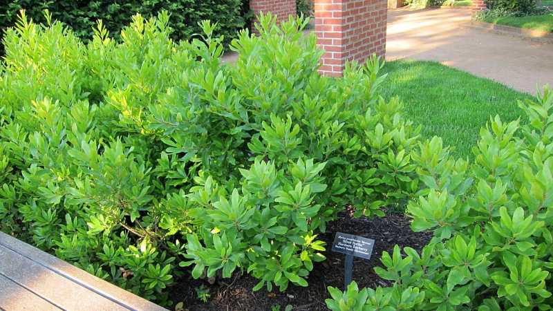 Northern Bayberry (Myrica Pennsylvanica)