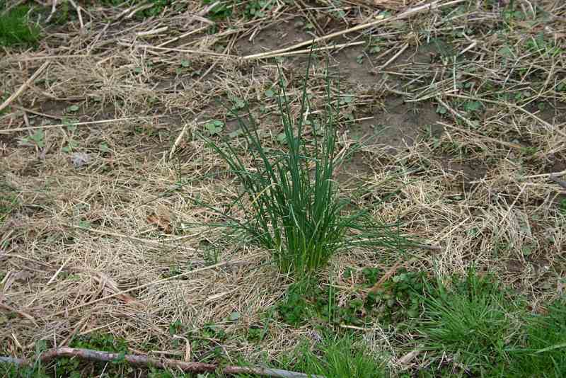 Onion grass (Allium vineale) early spring