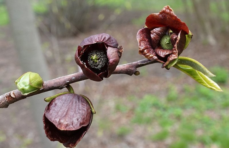 Pawpaw (Asimina triloba)