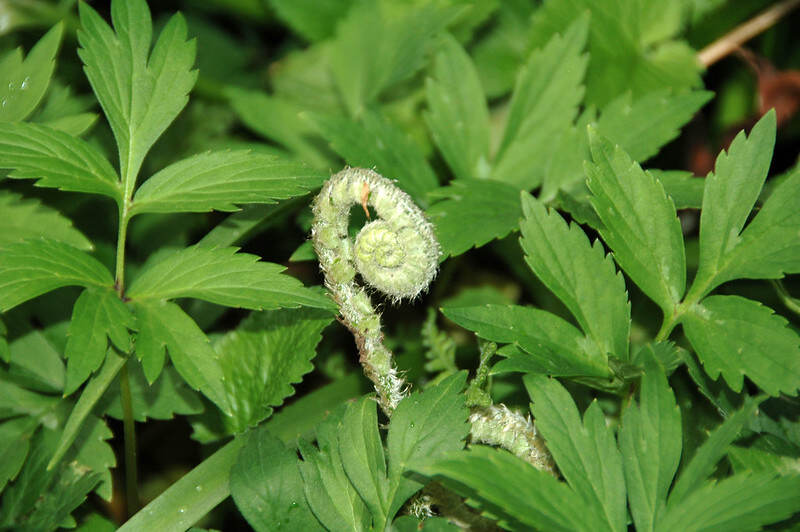 closeup of Christmas fern