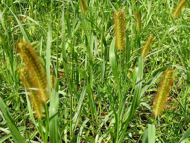 closeup of yellow foxtail on ground