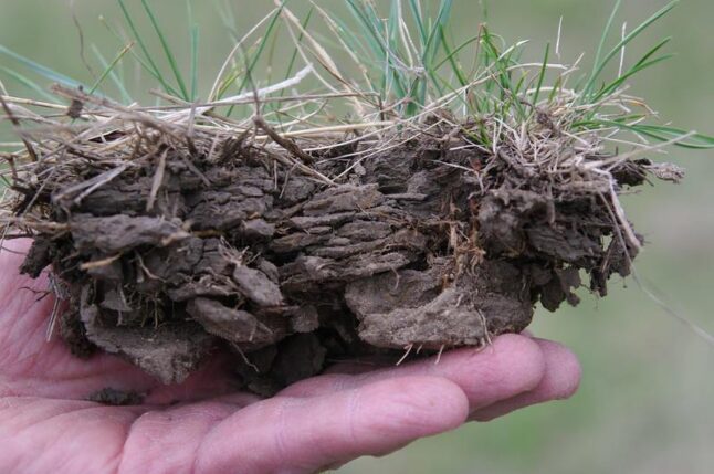Person holding compacted soil in hand with grass on top of the soil