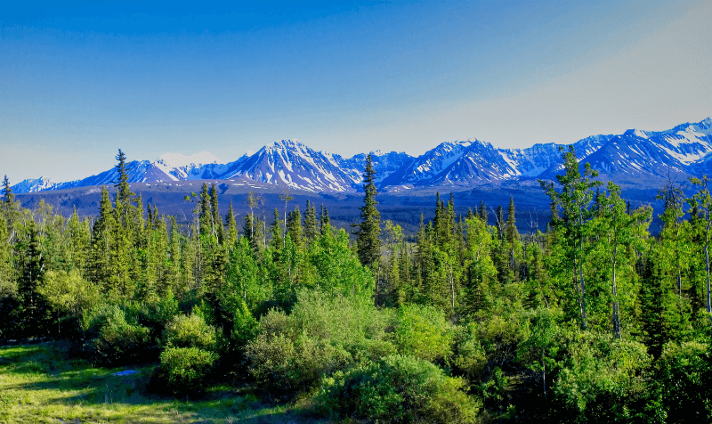 A bright green forest in Southeast Fairbanks Census Area, Alaska with snowy mountains in the distance