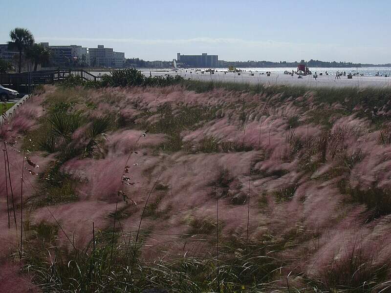 sweetgrass in a field