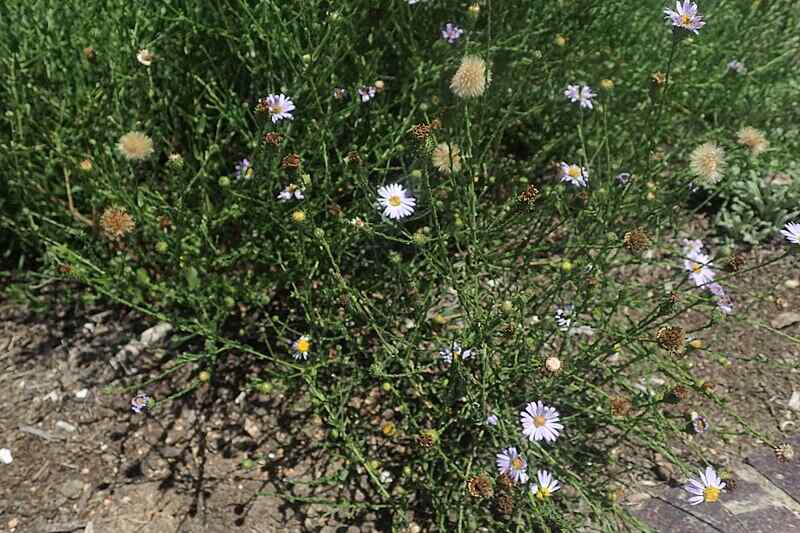 late purple aster bush