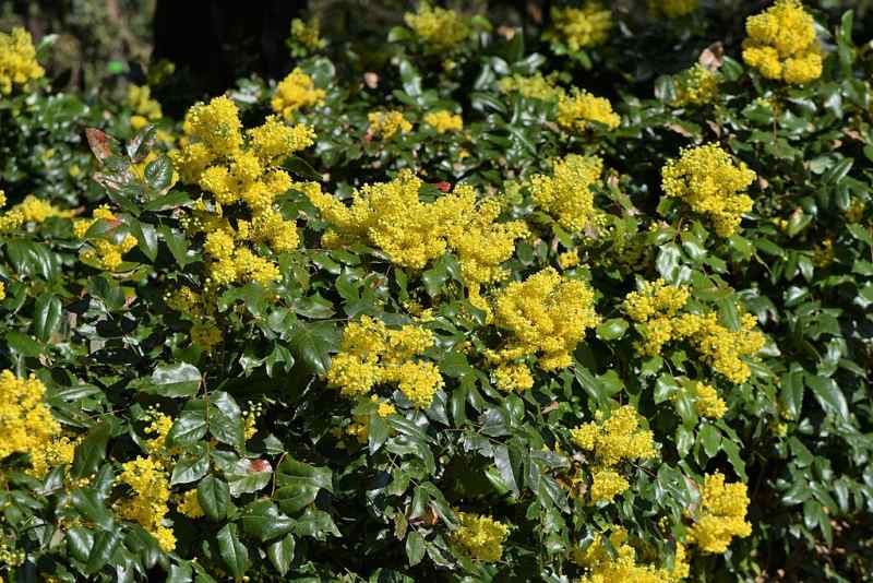 Tall Oregon Grape (Mahonia aquifolium)