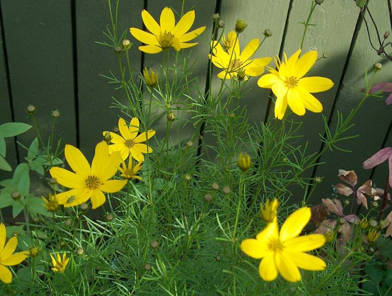 Whorled Tickseed (Coreopsis verticillata)