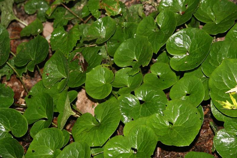 Wild Ginger (Asarum Canadense)