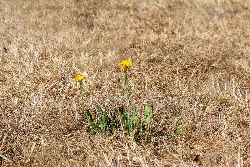 Drought Dry Grass Heat Wave