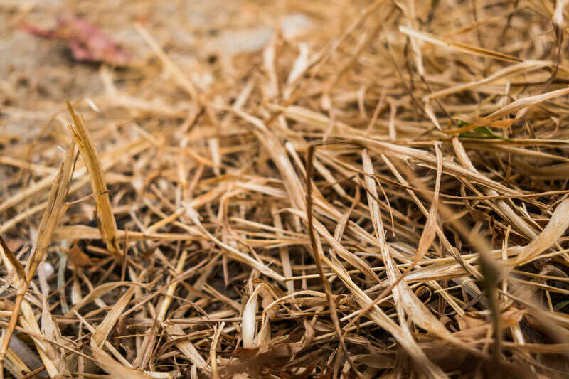 closeup of straw mulch