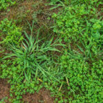 Why Is Crabgrass Bad for the Lawn?