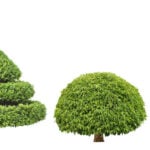 10 Tree Shapes for Your Yard