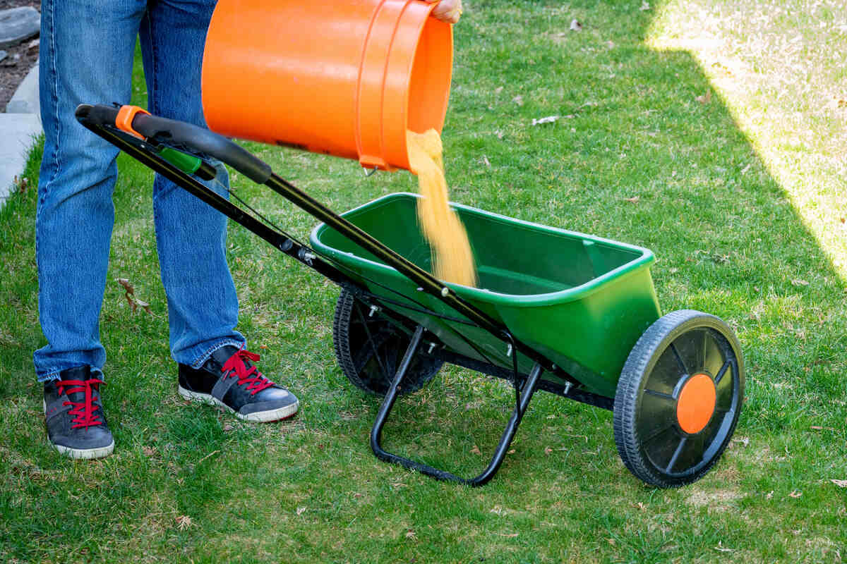 man pouring lawn fertilizer into a drop spreader