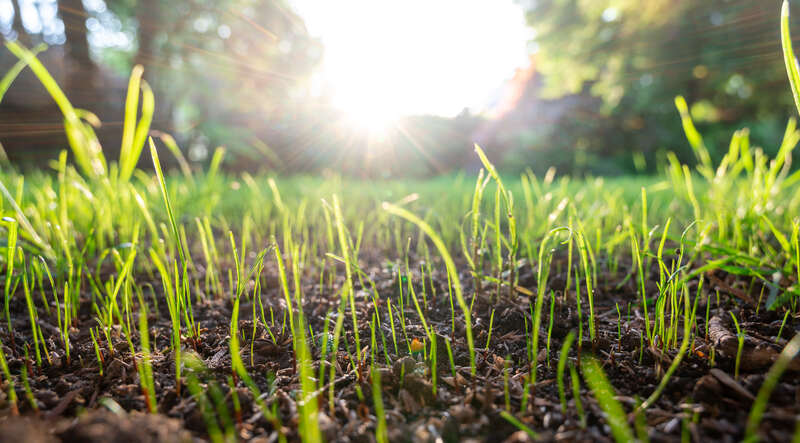 New grass shoots in soil