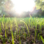 How to Aerate and Overseed Your Lawn