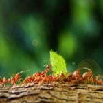 8 Types of Ants That Can Damage Your Yard