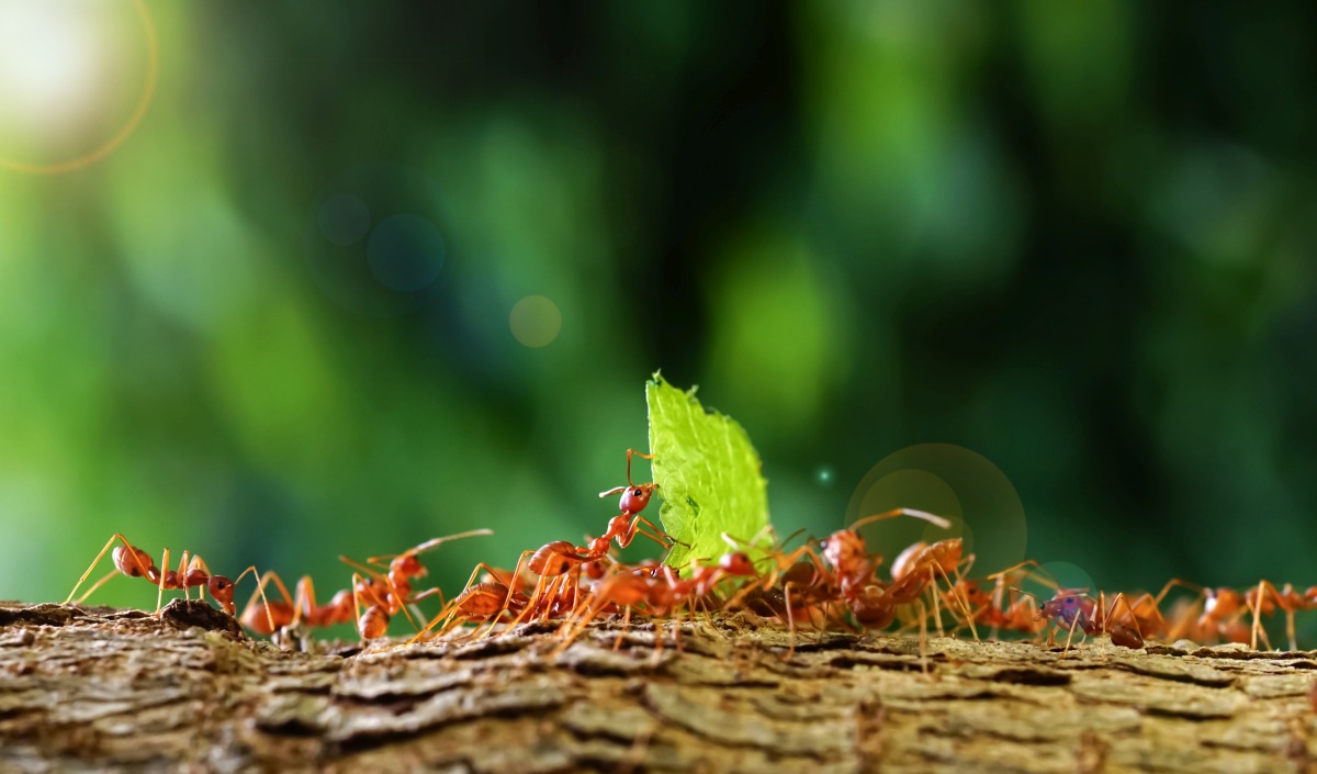 Ants carrying a leaf