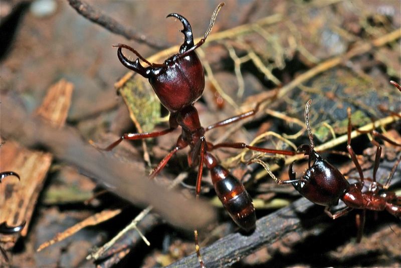 Closeup of two army ants