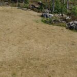 How Long Does It Take for Burnt Grass to Grow Back?