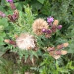 Common Weeds in Wisconsin: How to Identify and Control Them