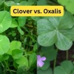 Clover vs. Oxalis: What’s the Difference?