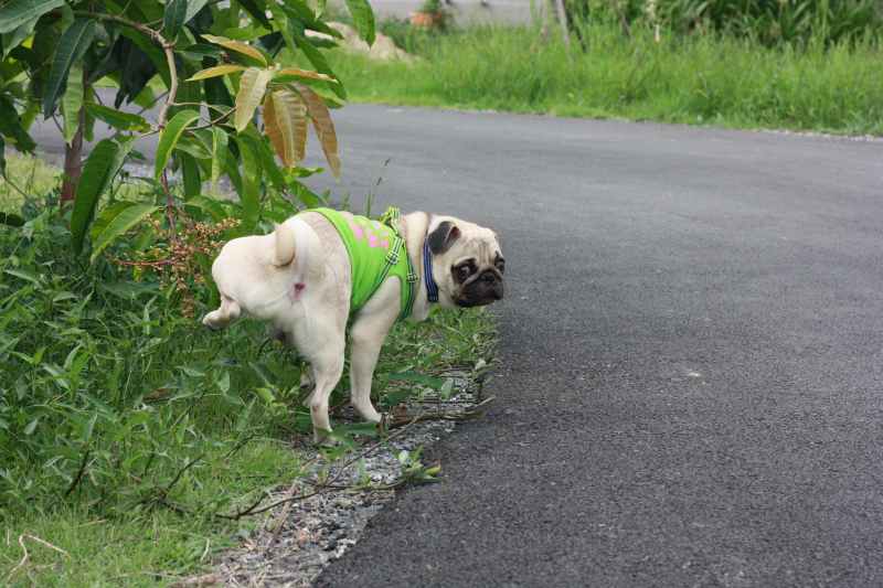 Dog peeing on grass