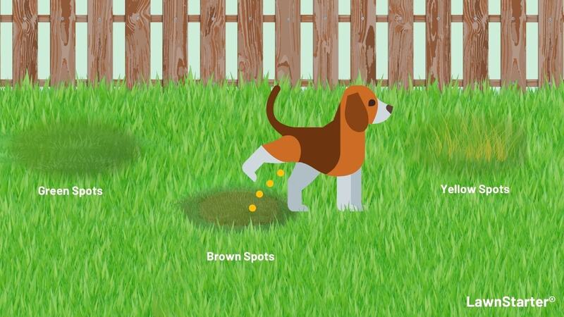 Dog peeing on grass
