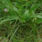 How to Get Rid of Doveweed in Your Lawn