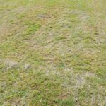 When and How to Treat a Heat-Stressed Lawn