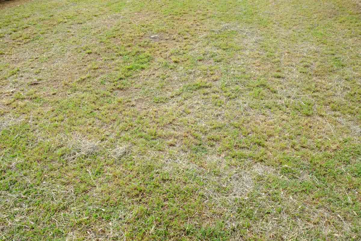 Dry lawn