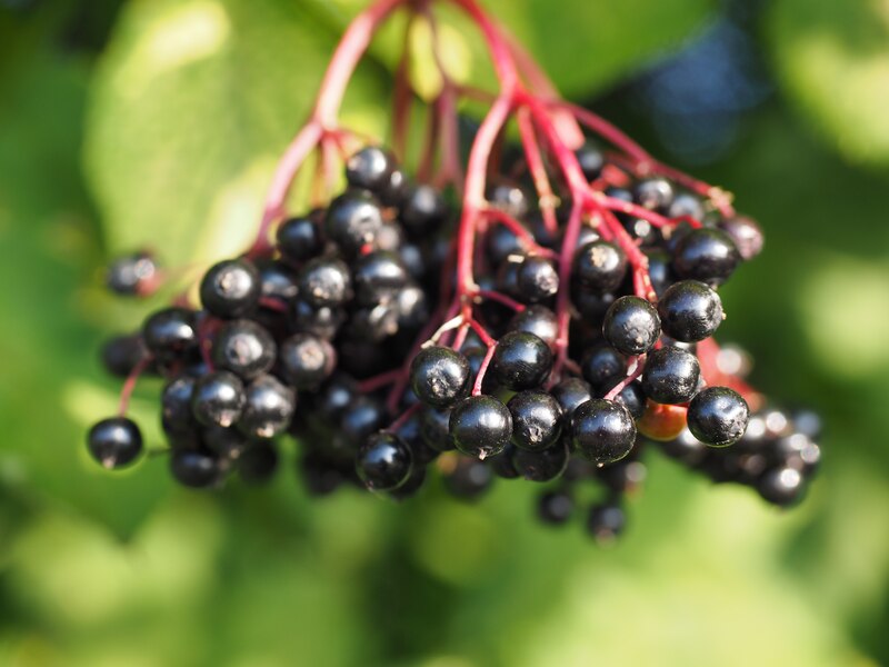 Elderberries on the plant