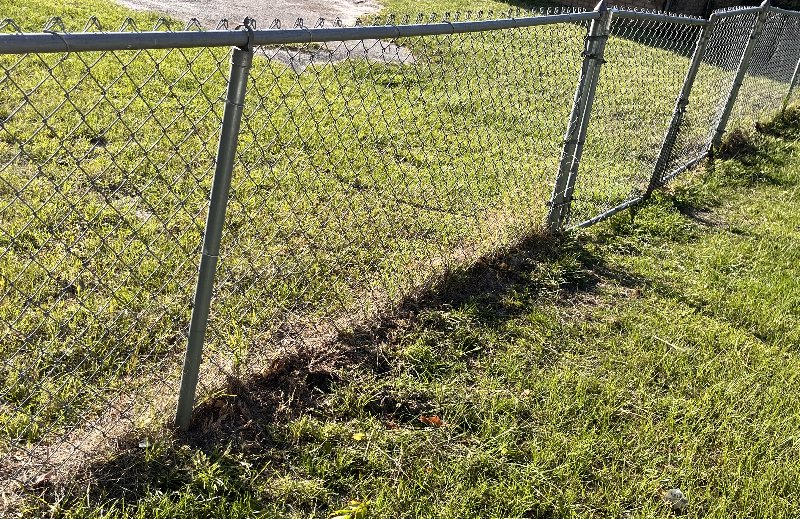 grown up grass alongside a fence