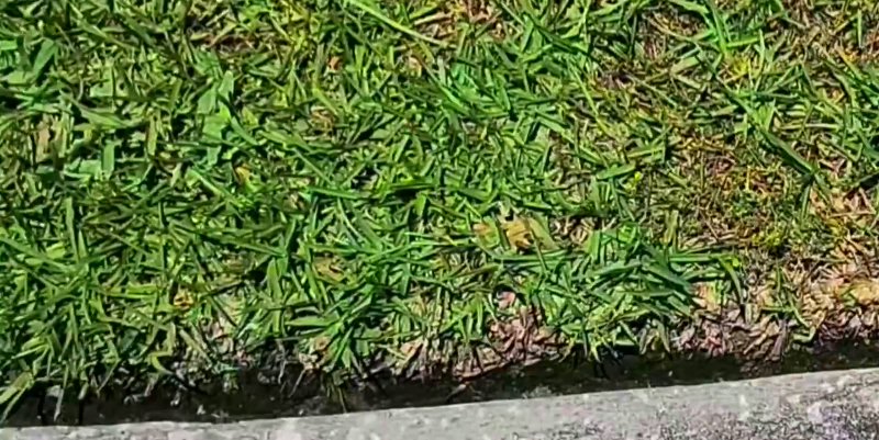 closeup of grass in a lawn