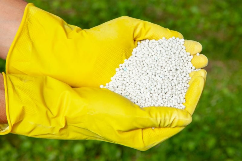 Person's hands in yellow gloves holding fertilizer